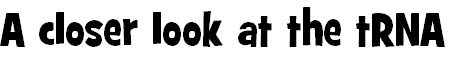 A closer look at the tRNA