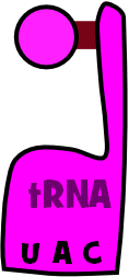 tRNA